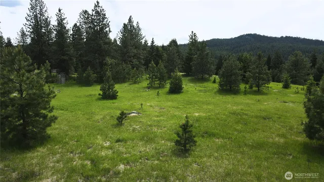 a view of a trees with a yard
