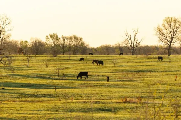 $16,975,000 | Northwest State Rte J Route, Amsterdam, MO 64723