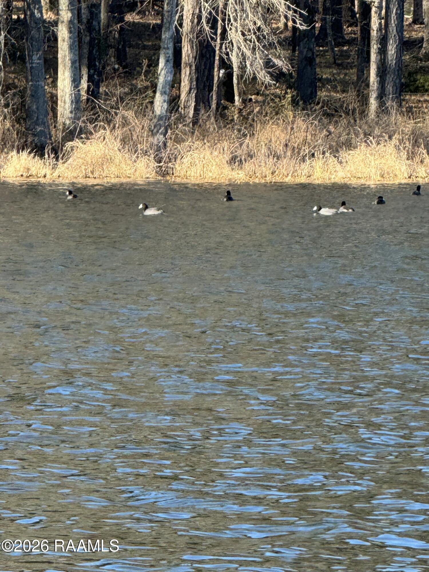 Lot 1 Ramsey Road Chatham, LA 71226 - Photo 2 of 4 IMG_0906