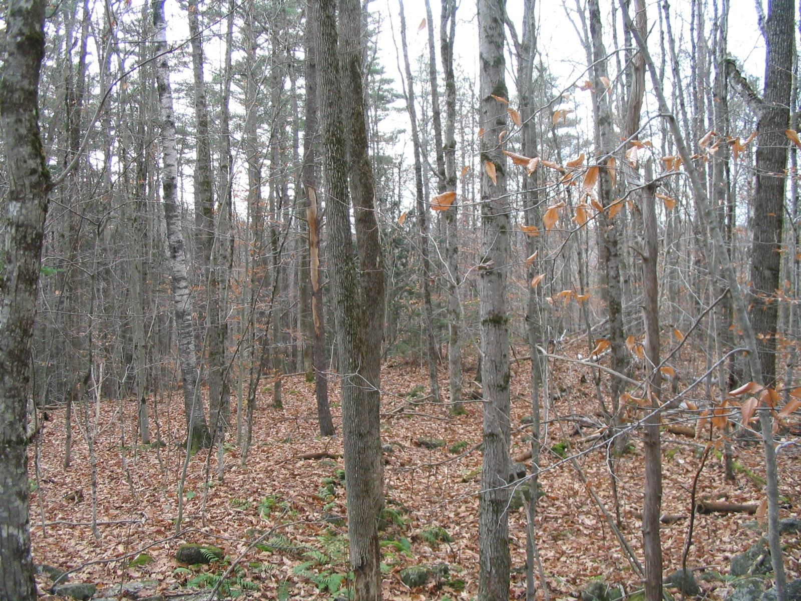 0 Old Chesham Road Nelson, NH 03457 - Photo 1 of 3