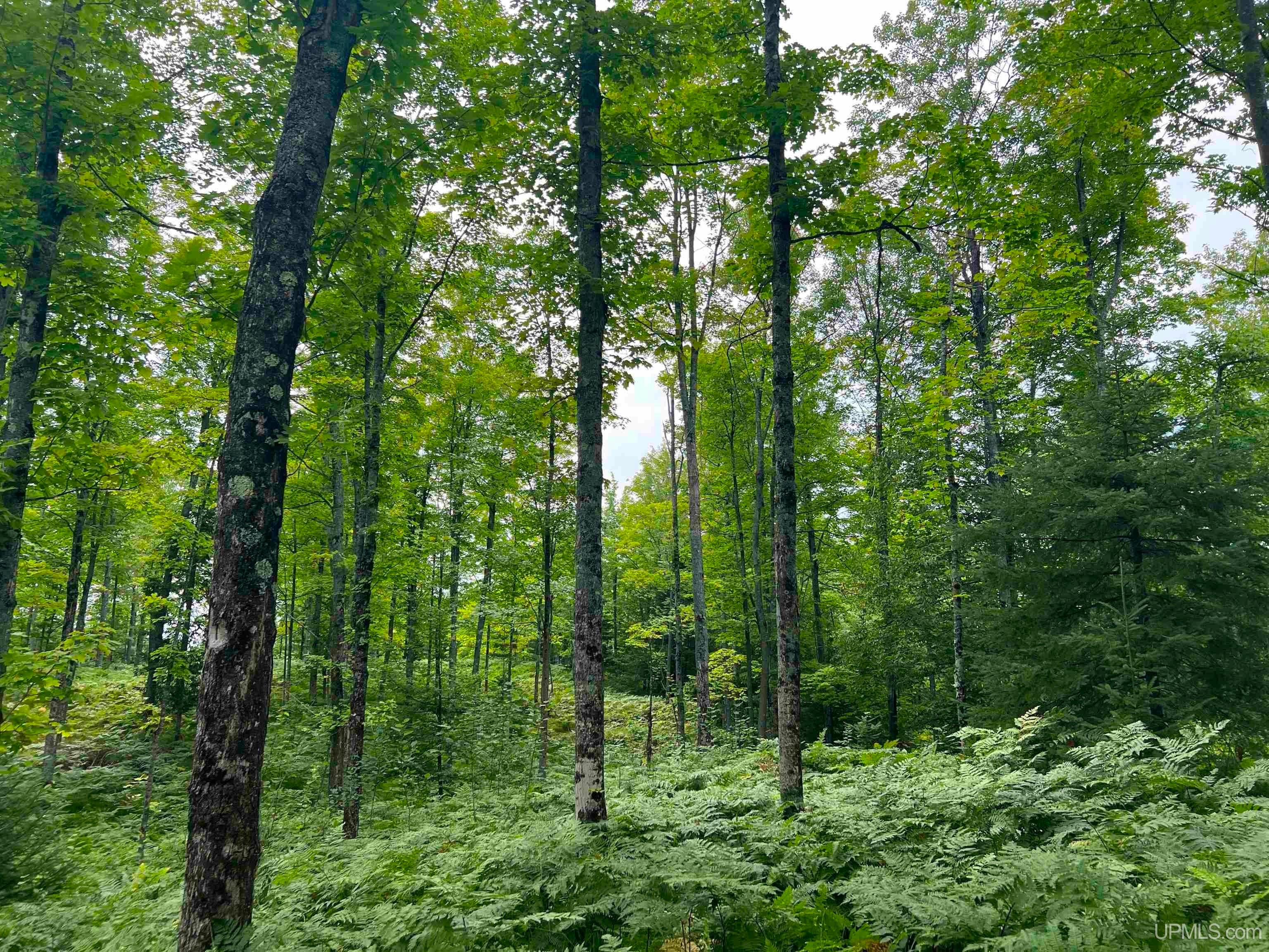 Tbd Camp Five Road Crystal Falls, MI 49920 - Photo 38 of 54 Gallery Image 38
