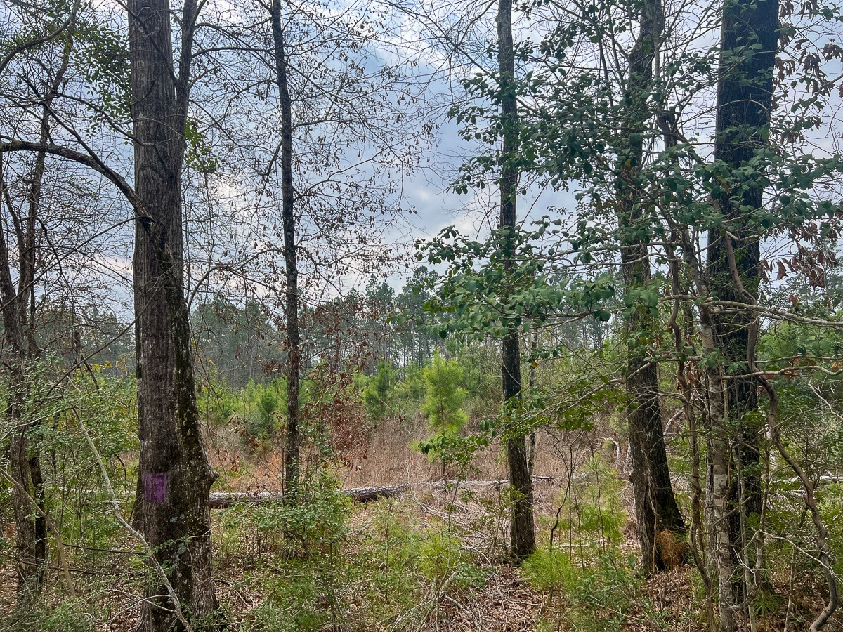 3 Union Springs Road Corrigan, TX 75939 - Photo 11 of 21 a view of a forest filled with trees