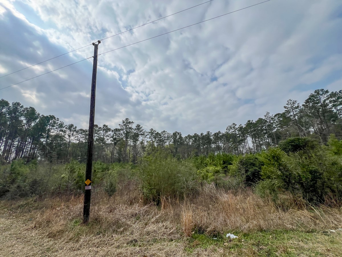 3 Union Springs Road Corrigan, TX 75939 - Photo 13 of 21 a view of a forest