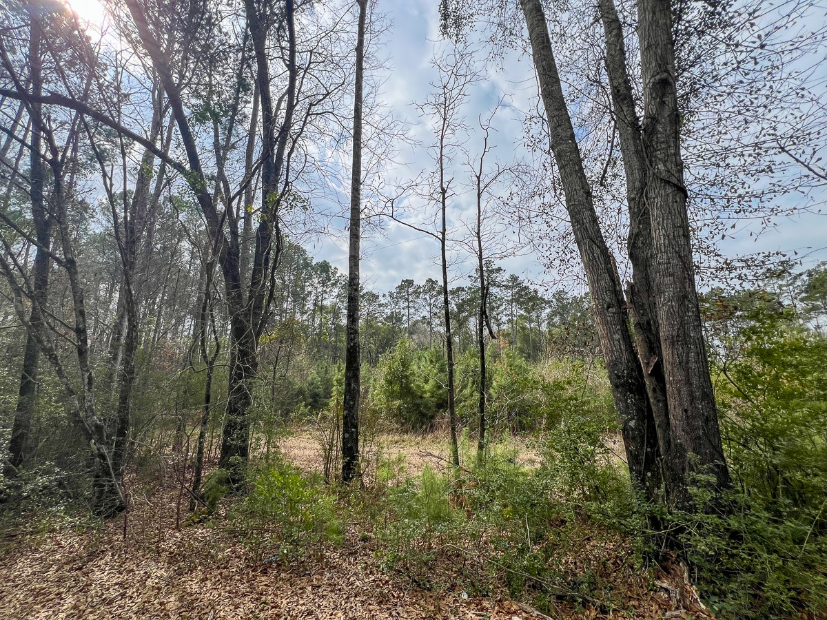 3 Union Springs Road Corrigan, TX 75939 - Photo 14 of 21 a view of a forest