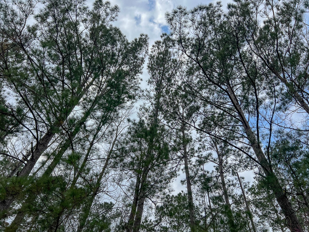 3 Union Springs Road Corrigan, TX 75939 - Photo 6 of 21