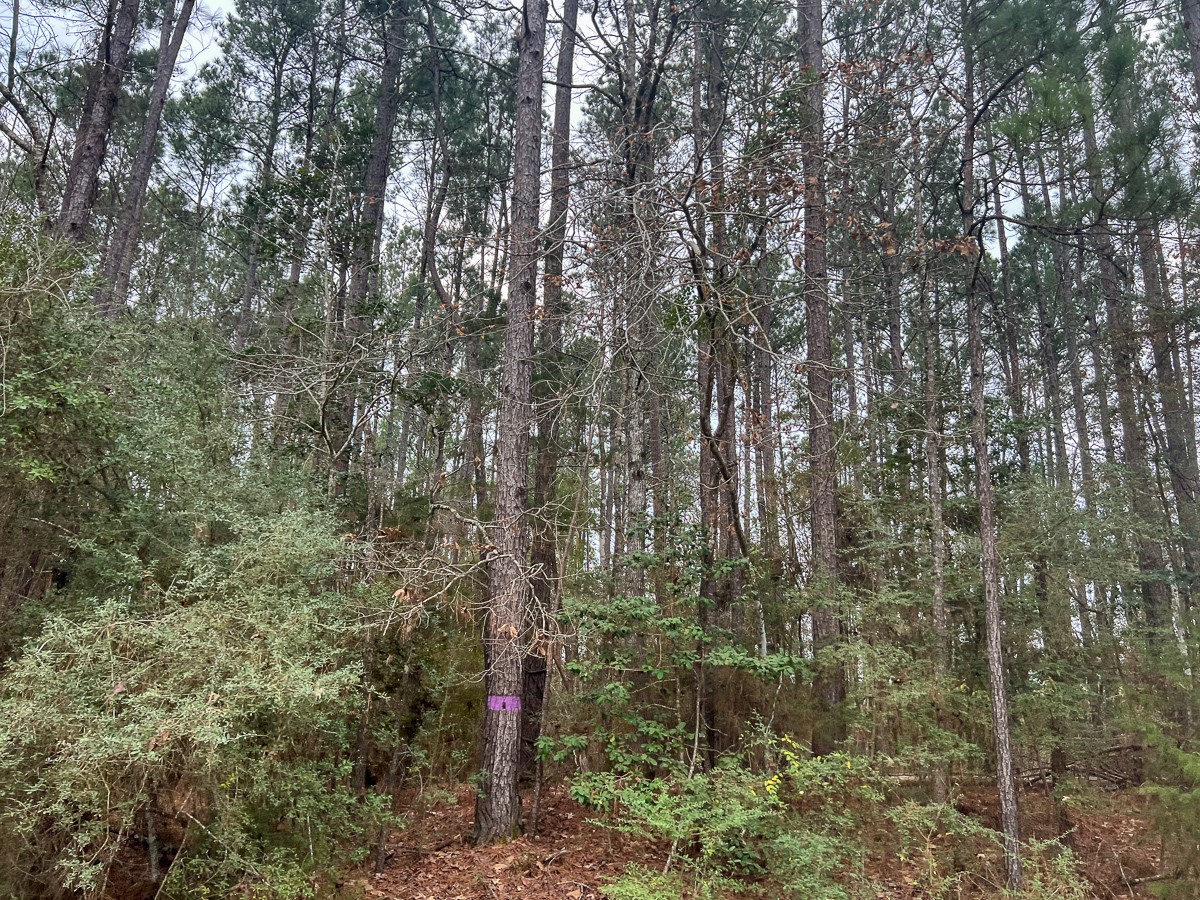 3 Union Springs Road Corrigan, TX 75939 - Photo 7 of 21 a view of a forest with a tree
