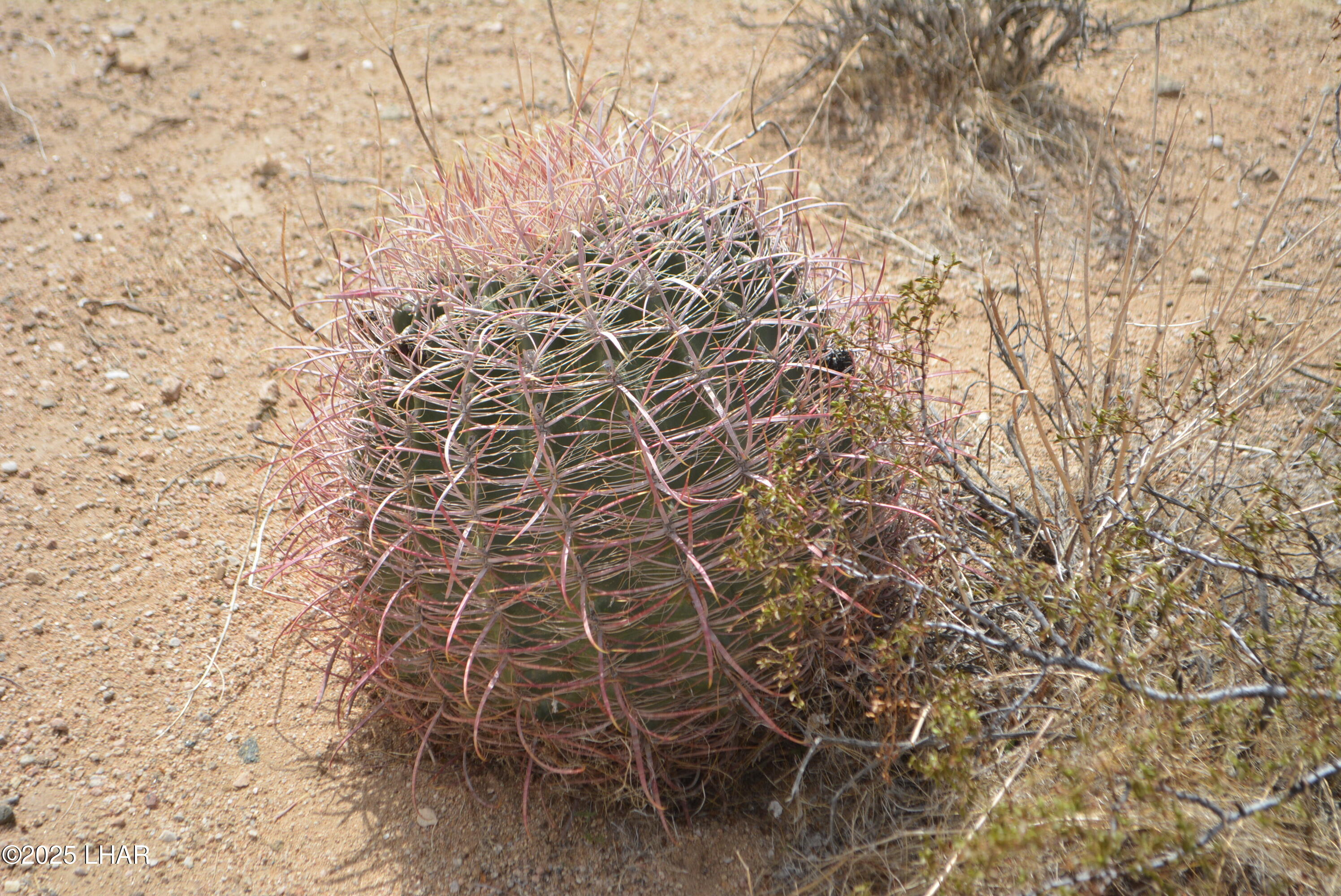 165-166 Cherry Road Yucca, AZ 86438 - Photo 3 of 95 DSC_0893