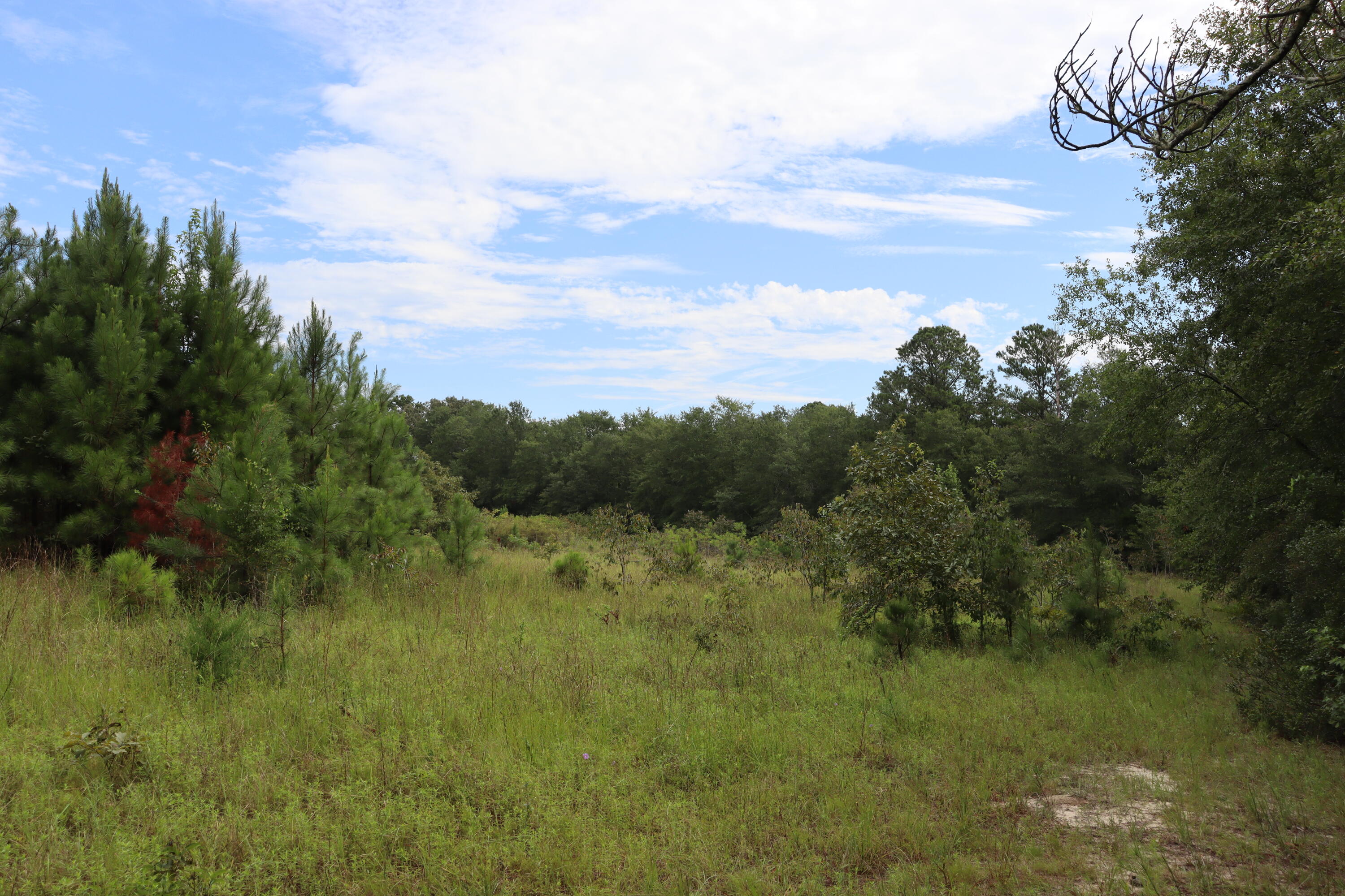 Xx Butler Drive Neeses, SC 29107 - Photo 5 of 19