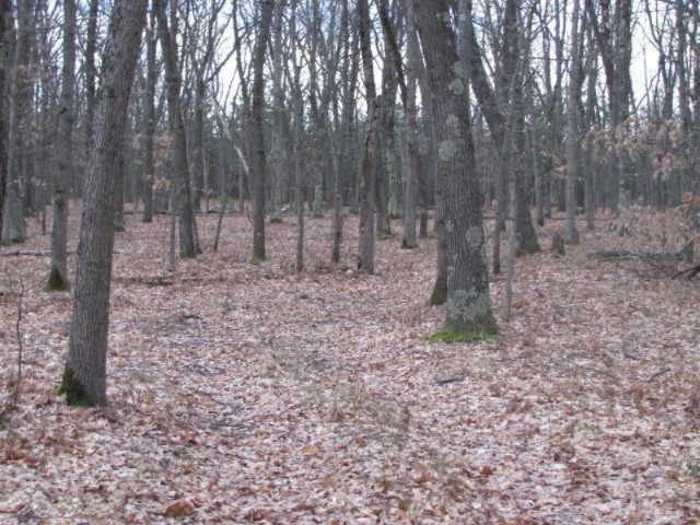 Brooks Road, Unit B Irons, MI 49644 - Photo 3 of 7 Additional Photo