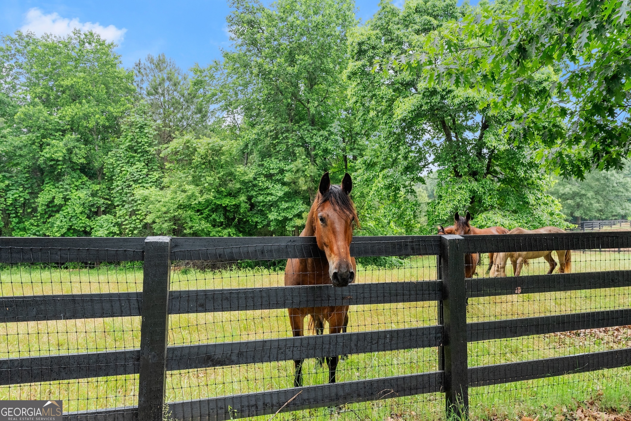 7215 Kelly Bridge Road Dawsonville, GA 30534 - Photo 56 of 87