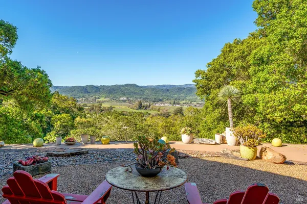 a view of a backyard with plants and a large tree