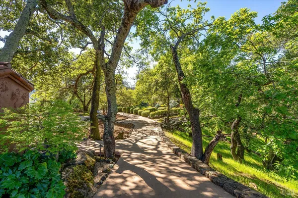 a view of a yard with plants and trees