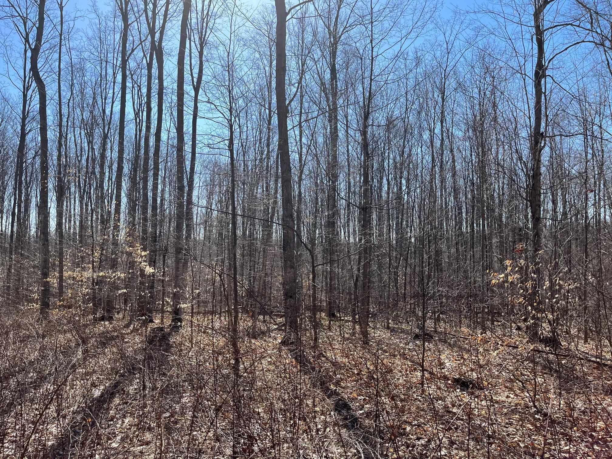 2 King Road, Unit LOT: 2 Benzonia, MI 49616 - Photo 4 of 14