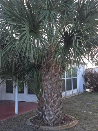 a view of a backyard