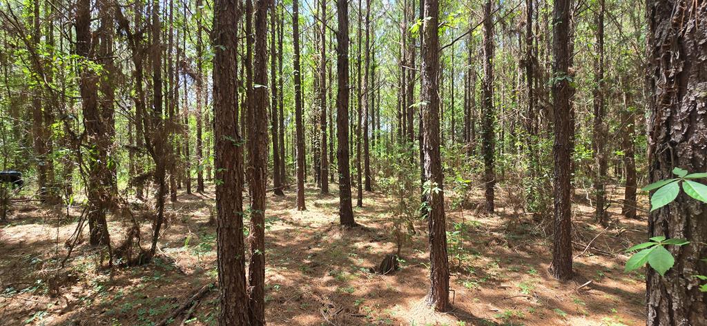 10 Mt Zion Road Gordon, AL 36343 - Photo 12 of 28
