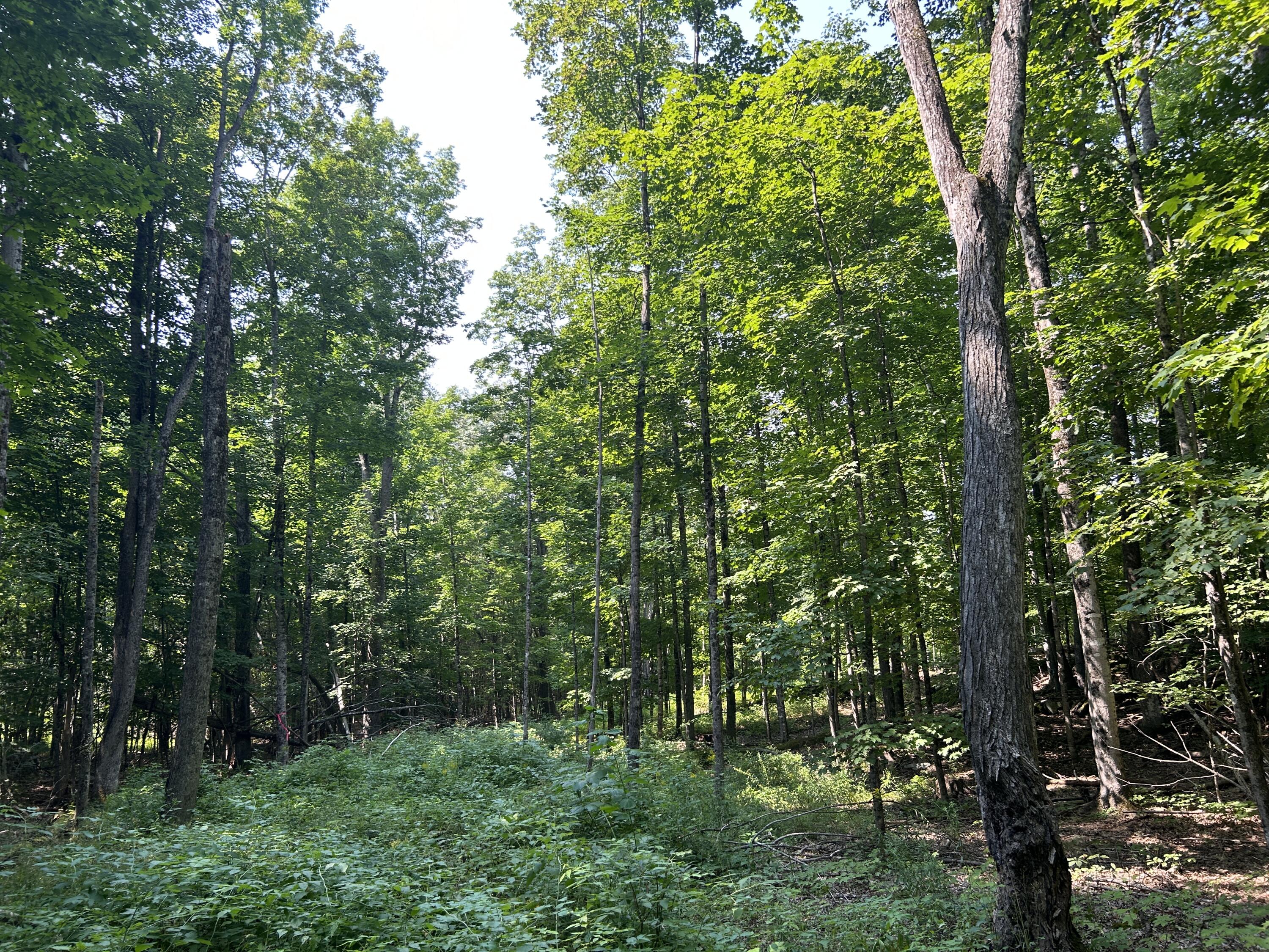 0 Back Troy Road Unity, ME 04988 - Photo 5 of 9 8478C42F-2715-410E-8D1C-344AF306A177