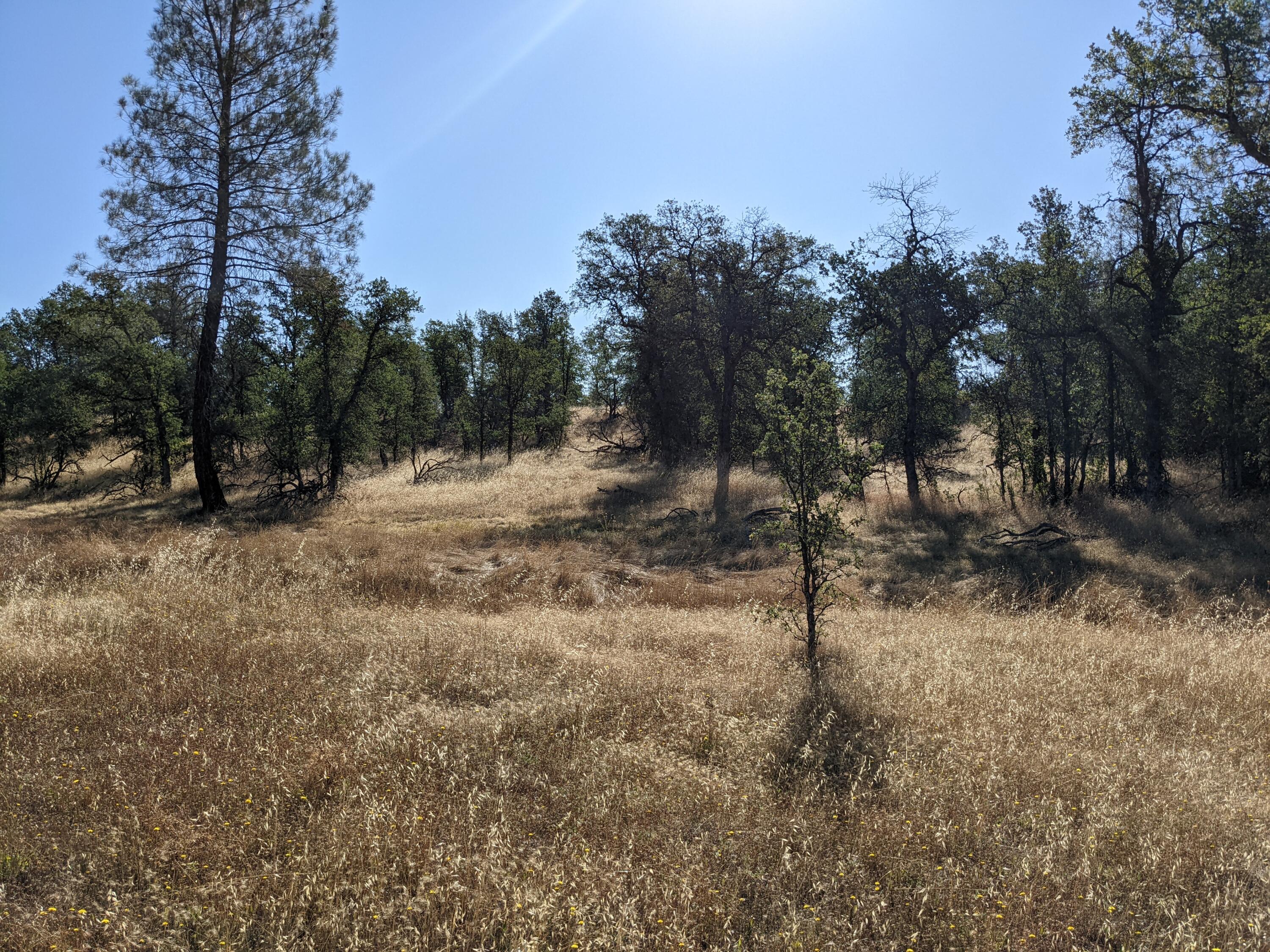 Lot 10 Neal Lane Redding, CA 96003 - Photo 1 of 7 a view of a forest with trees in the background