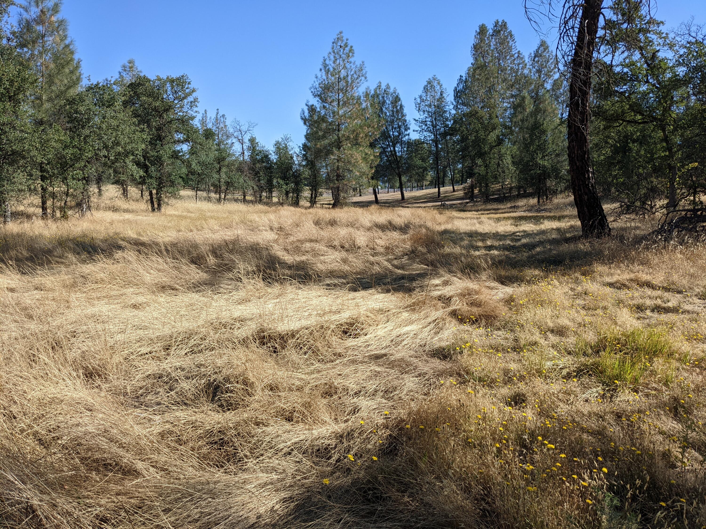 Lot 10 Neal Lane Redding, CA 96003 - Photo 2 of 7 a view of road with trees