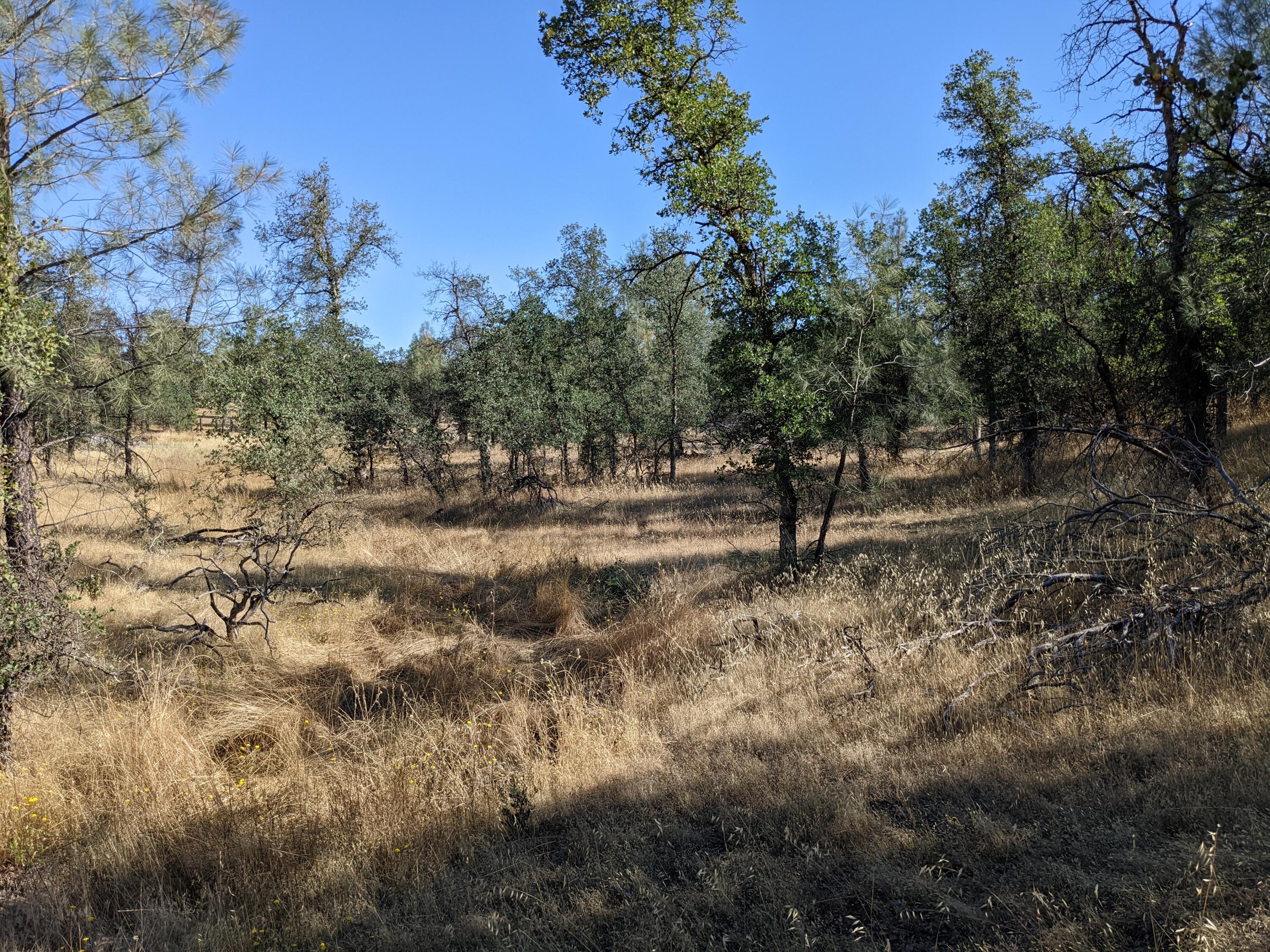 Lot 10 Neal Lane Redding, CA 96003 - Photo 5 of 7 a view of outdoor space with trees