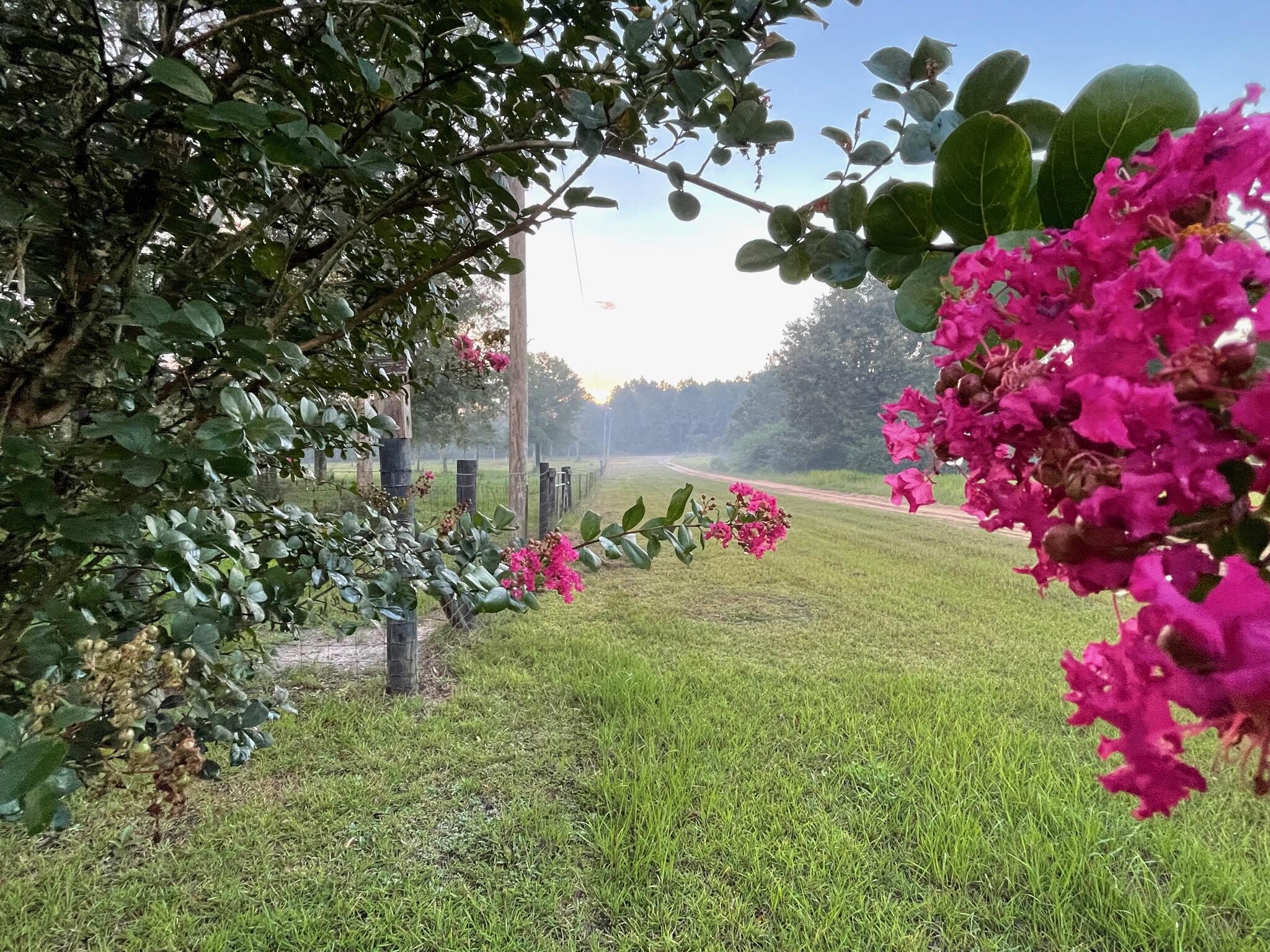 6391 Lumber Ridge Road Crestview, FL 32539 - Photo 40 of 48 a view of a flower