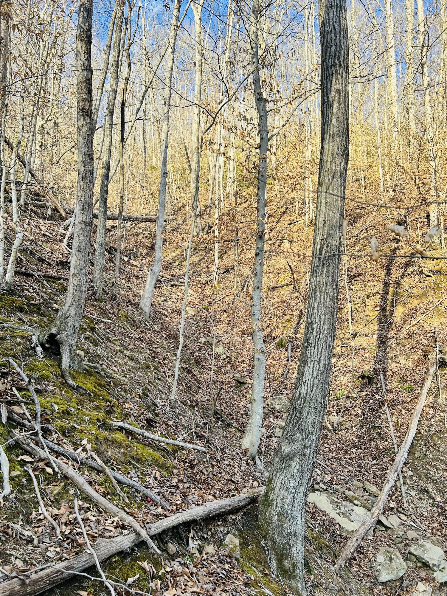0 Sam Bowling Road Manchester, KY 40962 - Photo 3 of 4 49009AF1-F6CA-4706-BAB9-987B0EA3A82E
