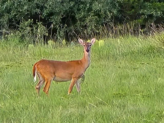 $550,000 | 206 Burnet Tx 78611, Lampasas, TX 76550
