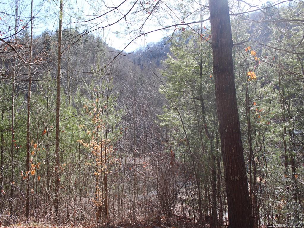 0 Laurel Branch Road, Unit 10 Waynesville, NC 28785 - Photo 1 of 10 a view of a forest that has tall trees