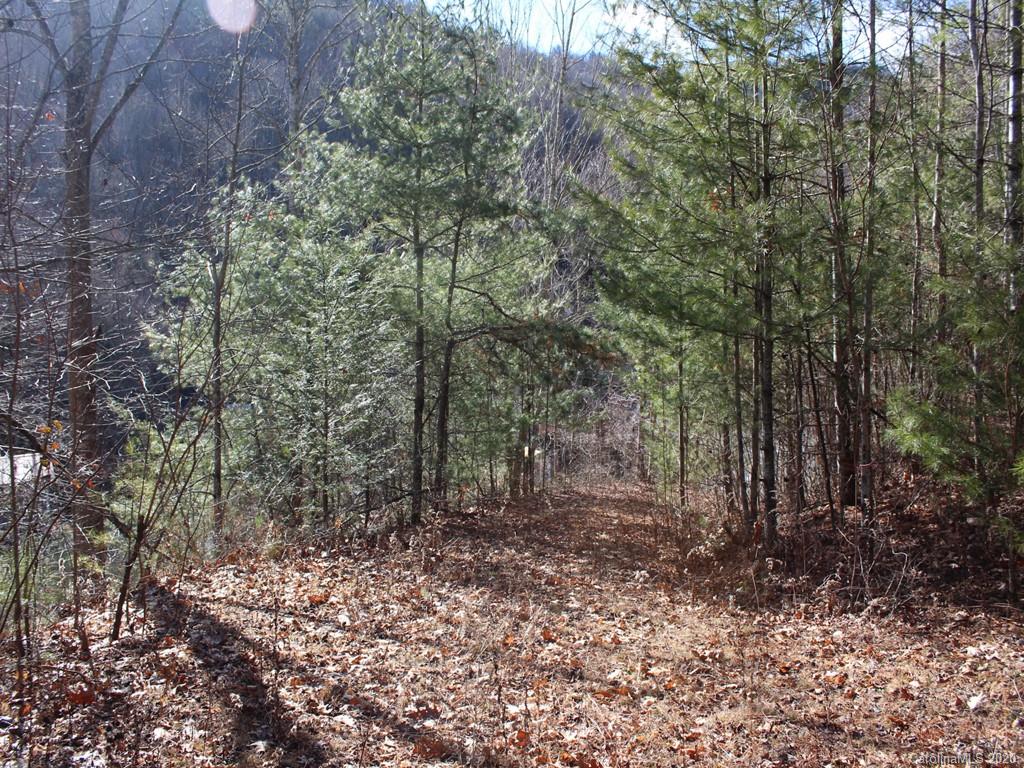 0 Laurel Branch Road, Unit 10 Waynesville, NC 28785 - Photo 4 of 10 a view of a forest with trees in the background