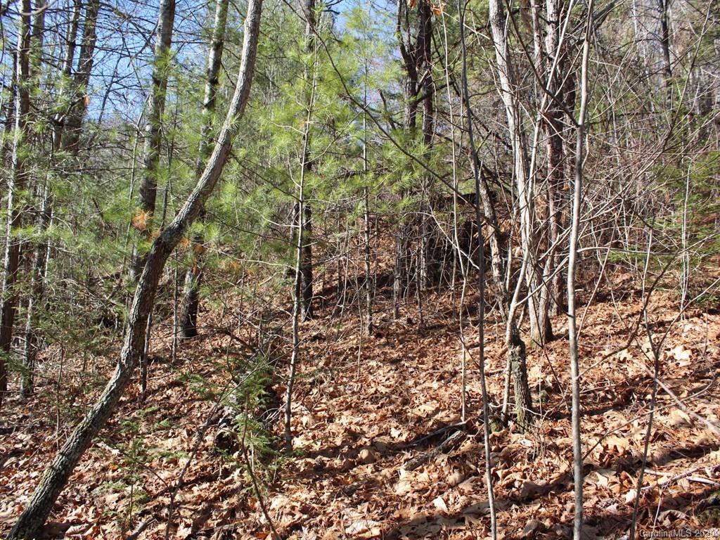 0 Laurel Branch Road, Unit 10 Waynesville, NC 28785 - Photo 10 of 10 a view of a yard
