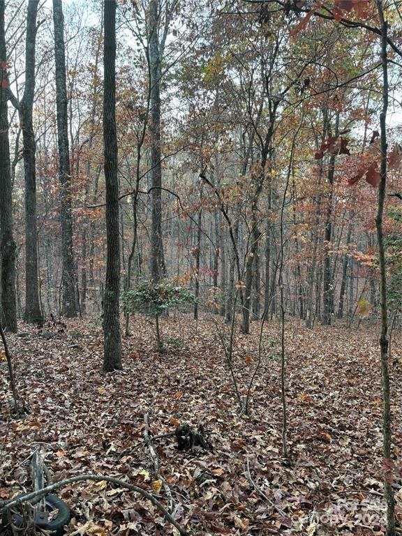 119 Picklesimer Road Casar, NC 28020 - Photo 3 of 5 a view of a forest filled with trees