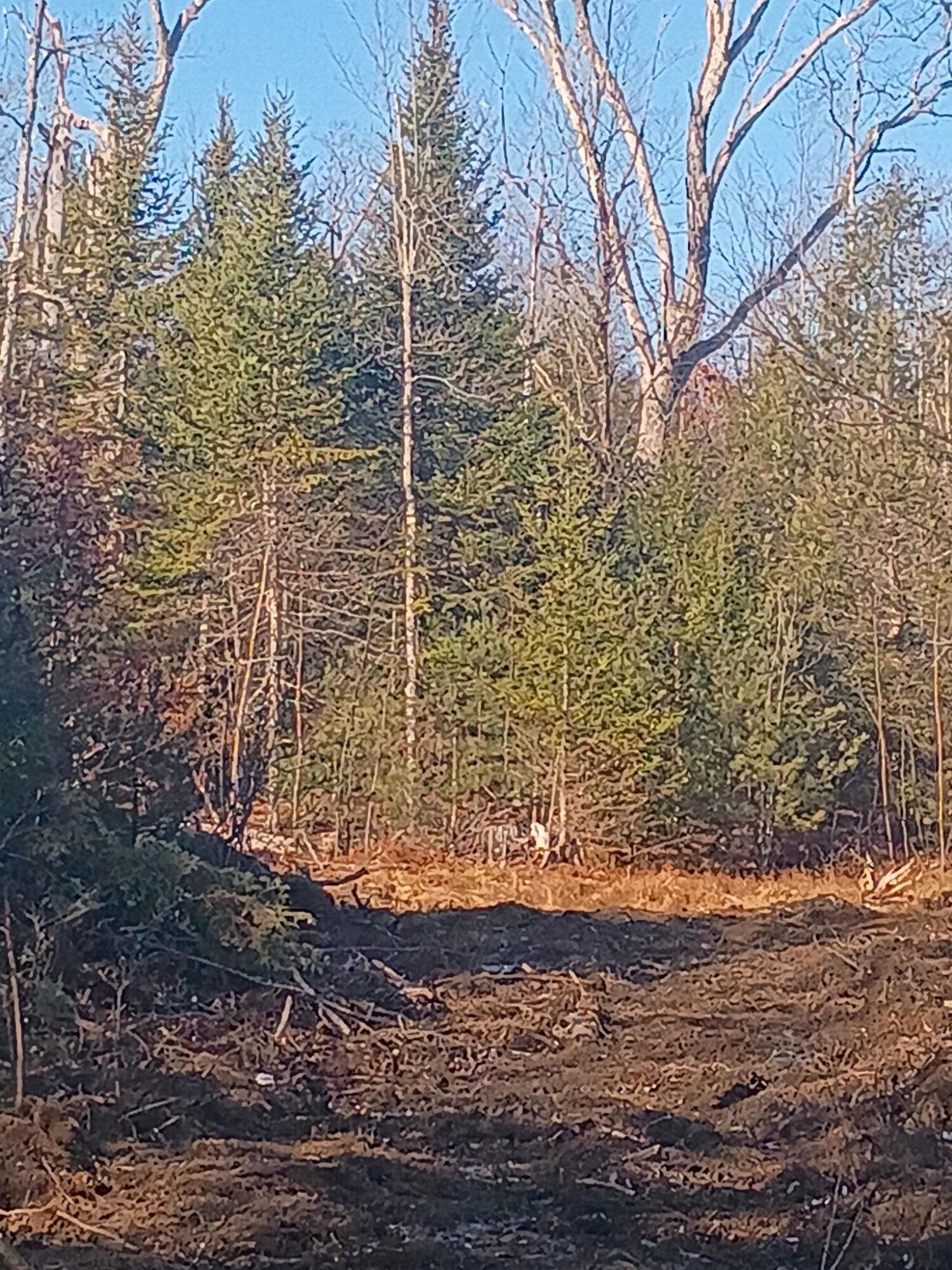 848 Old Stage Road Woolwich, ME 04579 - Photo 6 of 10 7356246185029607307