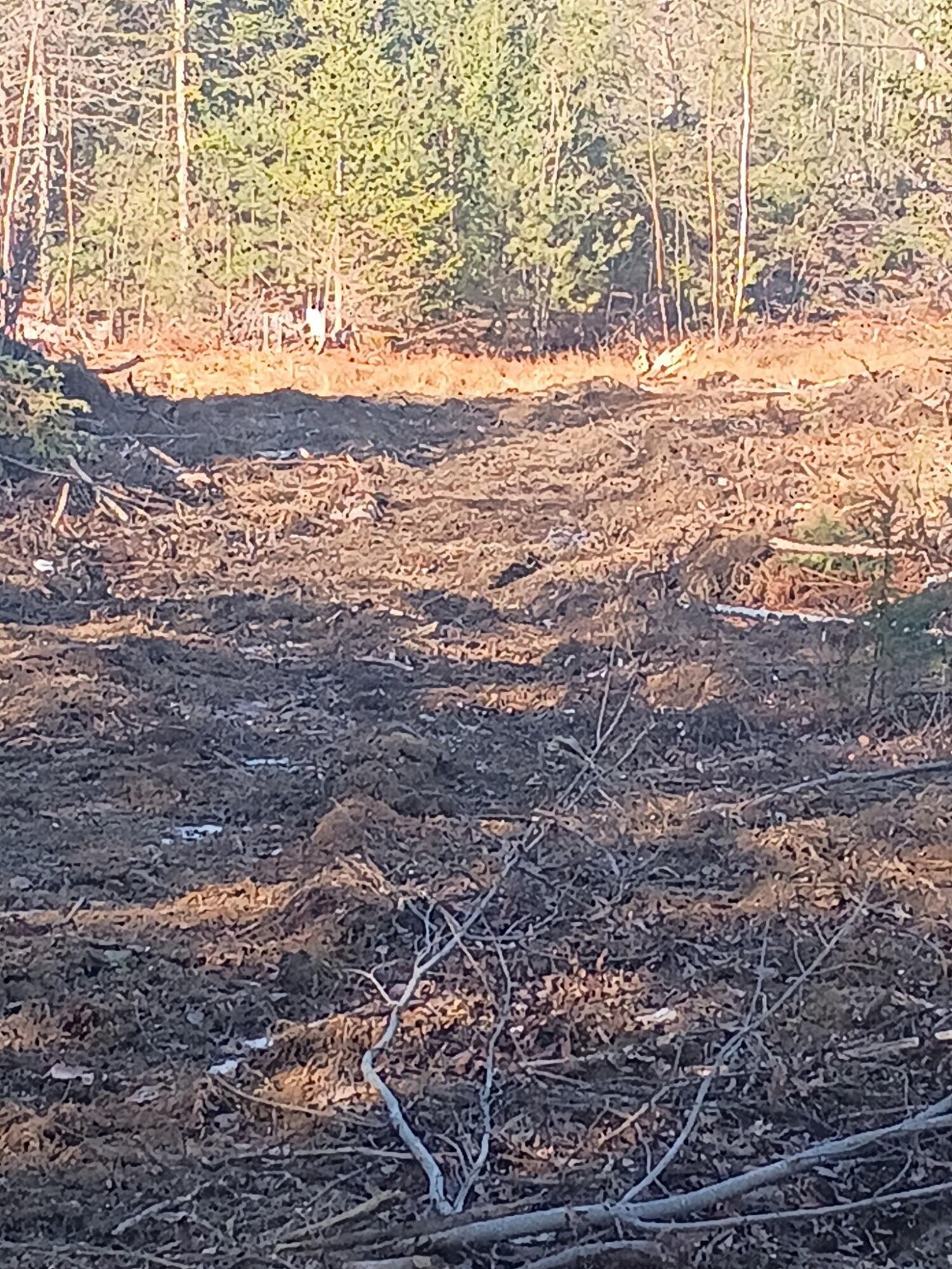 848 Old Stage Road Woolwich, ME 04579 - Photo 7 of 10 7412236962075511475