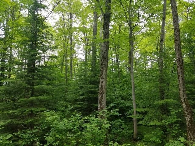 Lot 1 Sanctuary Road Tomahawk, WI 54487 - Photo 8 of 14 Gallery Image 8