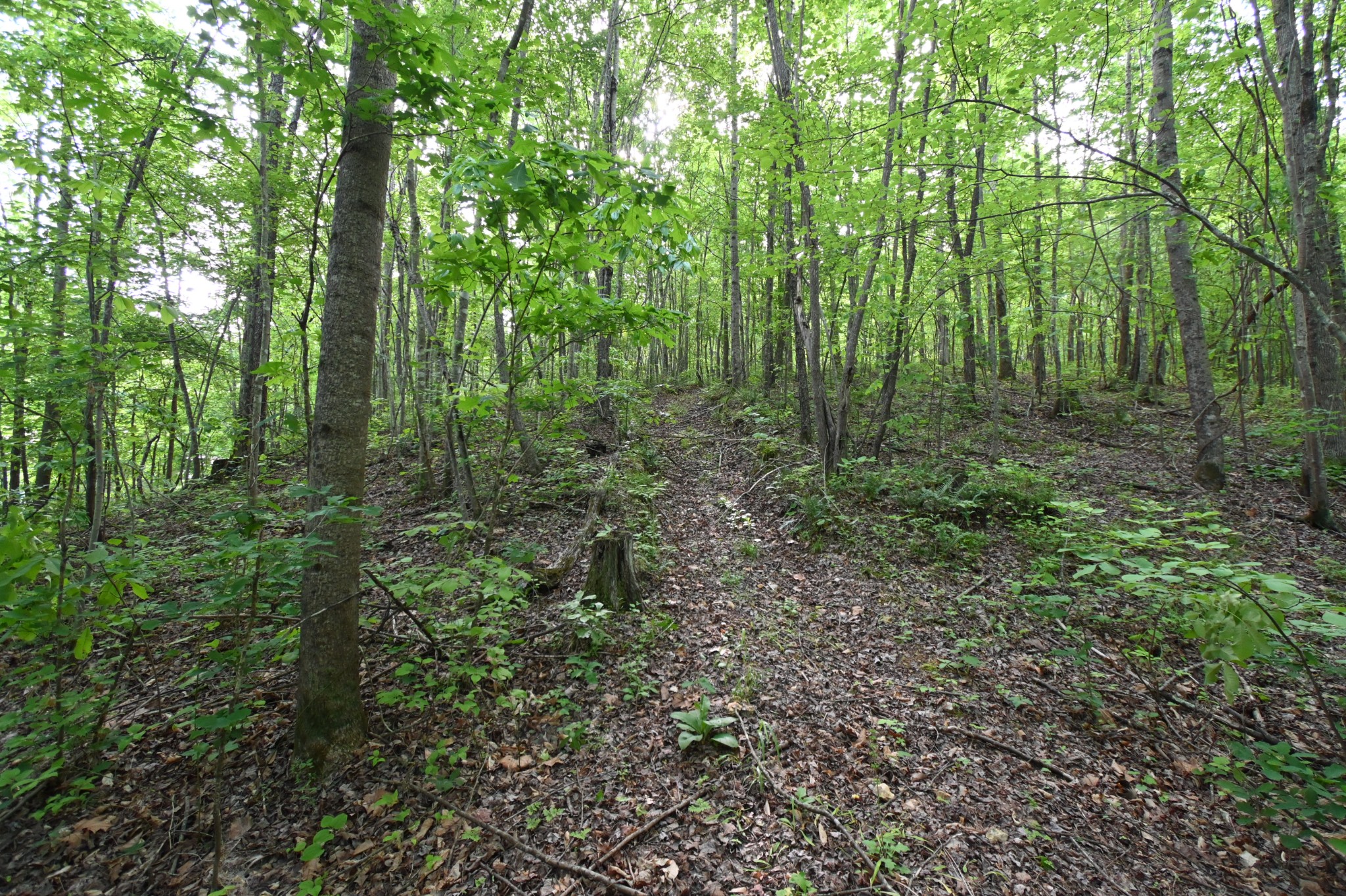 0 Lower Crooked Creek Road Lobelville, TN 37097 - Photo 11 of 25 a view of a lush green forest