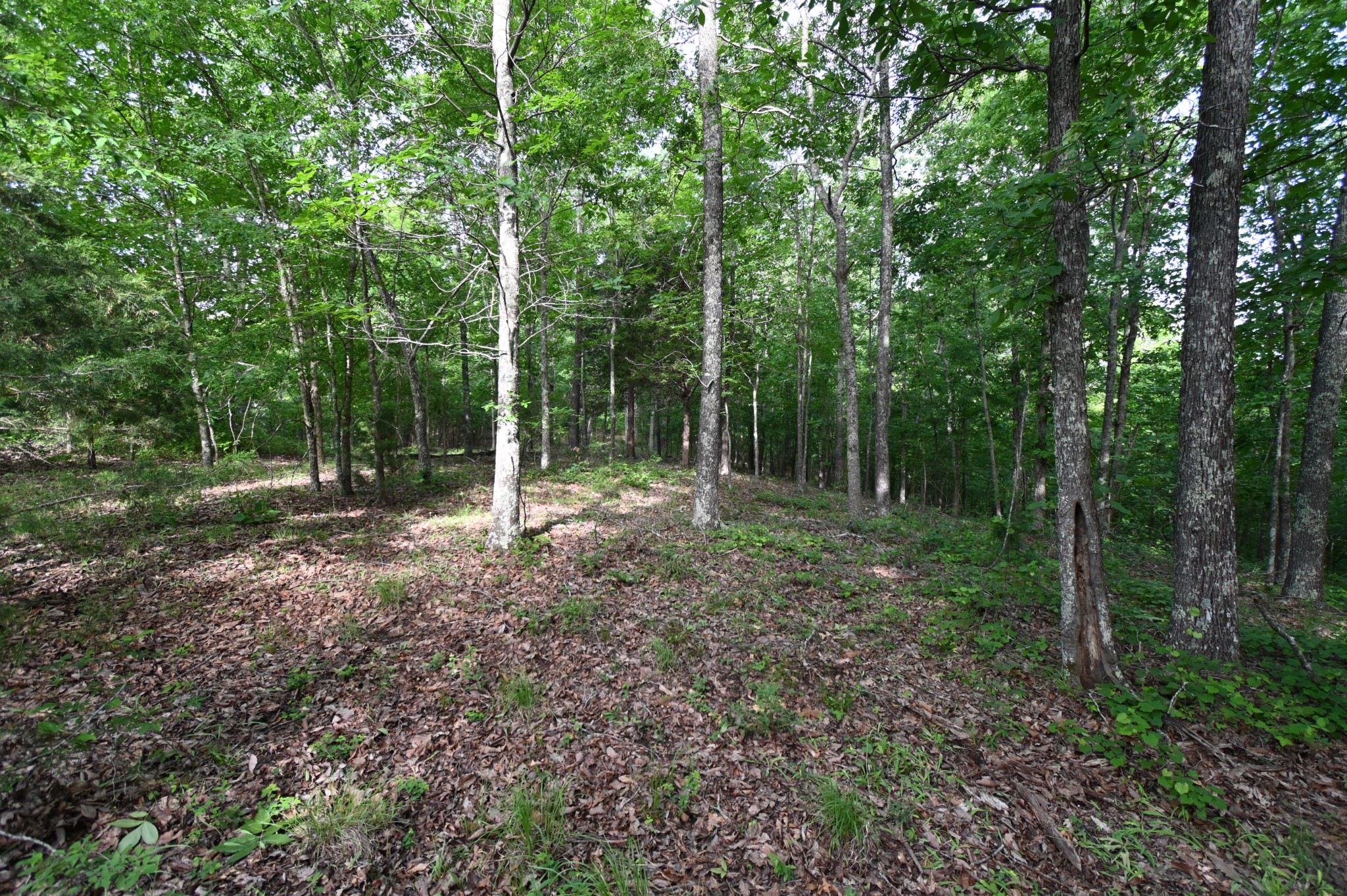 0 Lower Crooked Creek Road Lobelville, TN 37097 - Photo 12 of 25 a view of outdoor space and green space