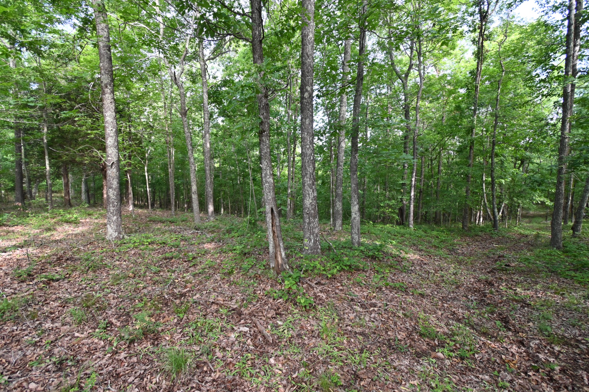 0 Lower Crooked Creek Road Lobelville, TN 37097 - Photo 13 of 25 a view of a forest with trees in the background
