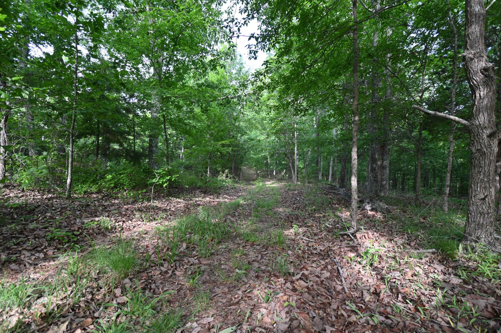 0 Lower Crooked Creek Road Lobelville, TN 37097 - Photo 14 of 25 a view of a forest with trees in the background