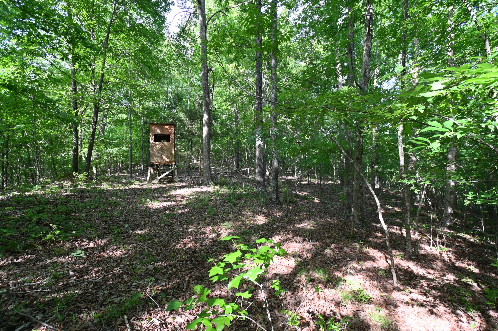 0 Lower Crooked Creek Road Lobelville, TN 37097 - Photo 16 of 25 a view of a tree in the middle of a forest