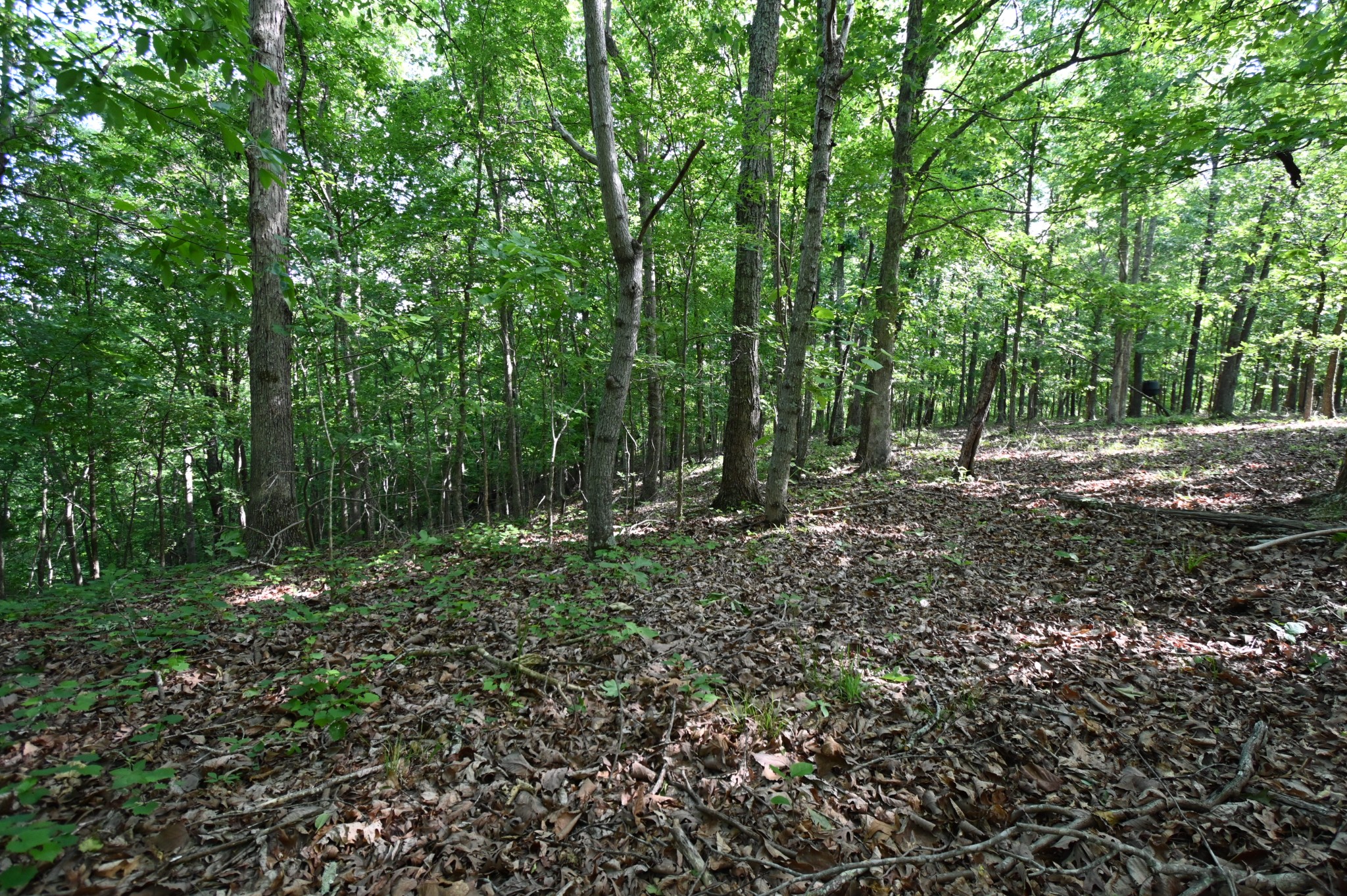 0 Lower Crooked Creek Road Lobelville, TN 37097 - Photo 17 of 25 a view of outdoor space and trees