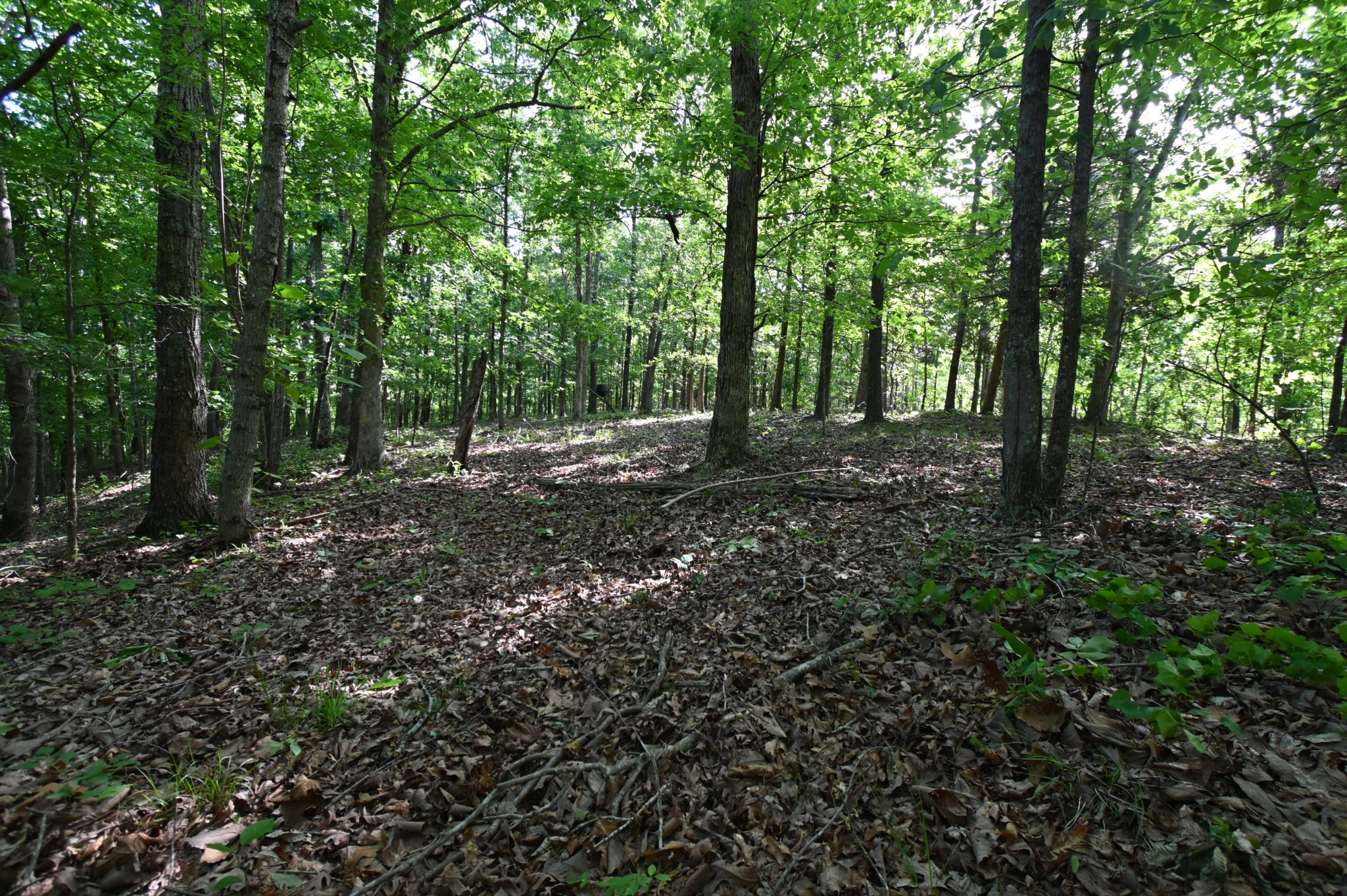 0 Lower Crooked Creek Road Lobelville, TN 37097 - Photo 18 of 25 a view of a forest with trees in the background