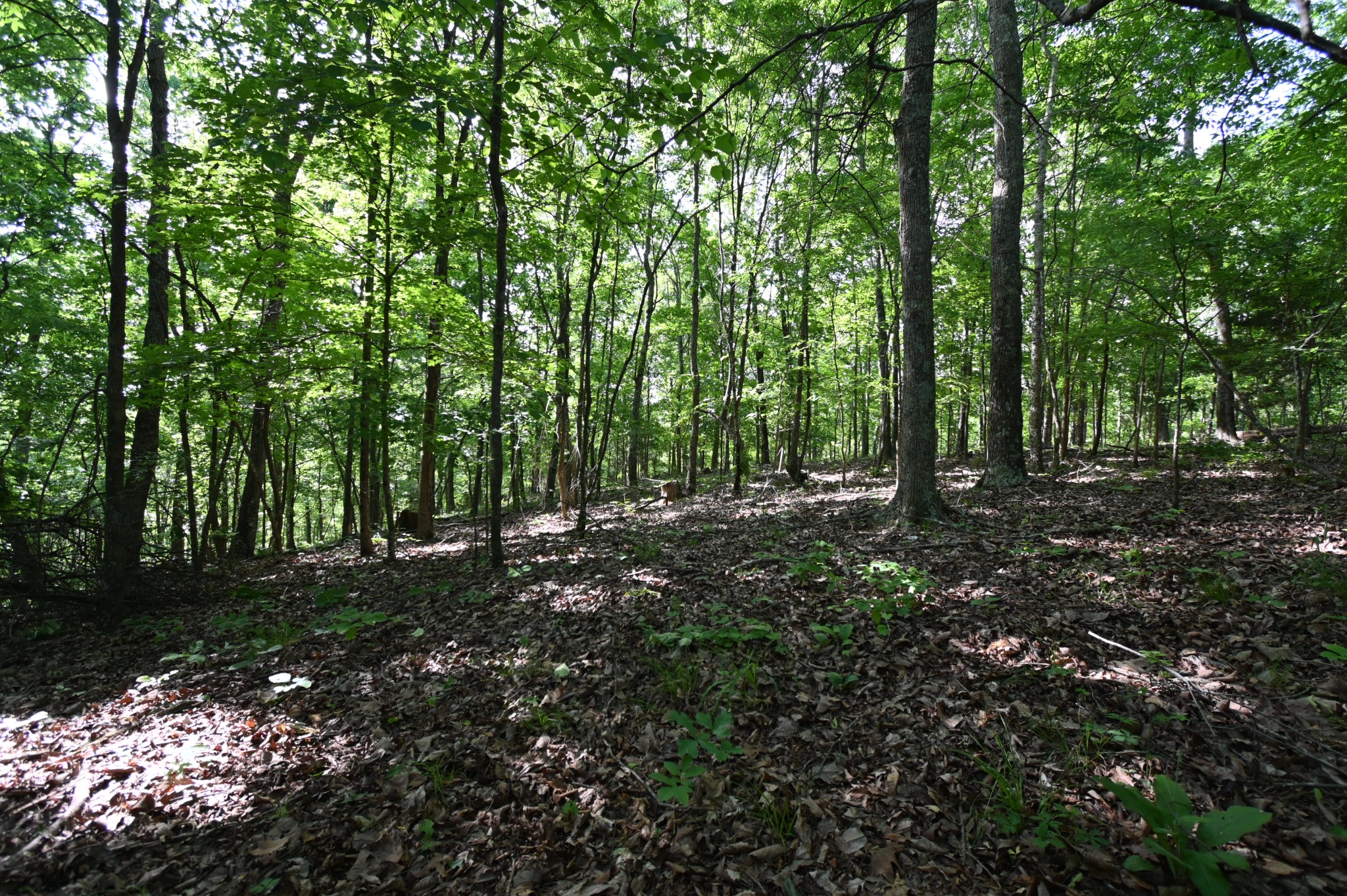 0 Lower Crooked Creek Road Lobelville, TN 37097 - Photo 19 of 25 a view of outdoor space and green space
