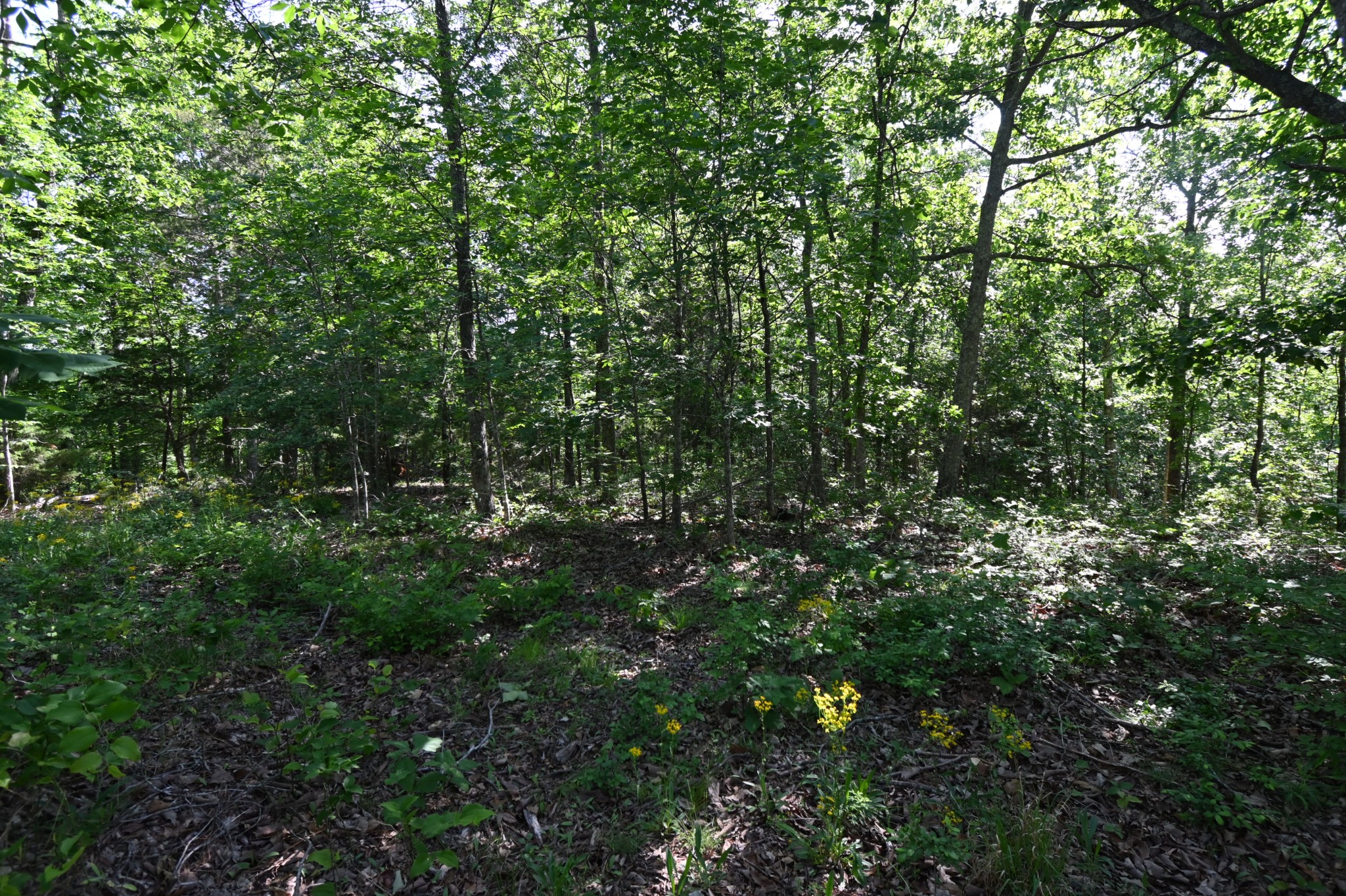 0 Lower Crooked Creek Road Lobelville, TN 37097 - Photo 20 of 25 a view of a lush green forest