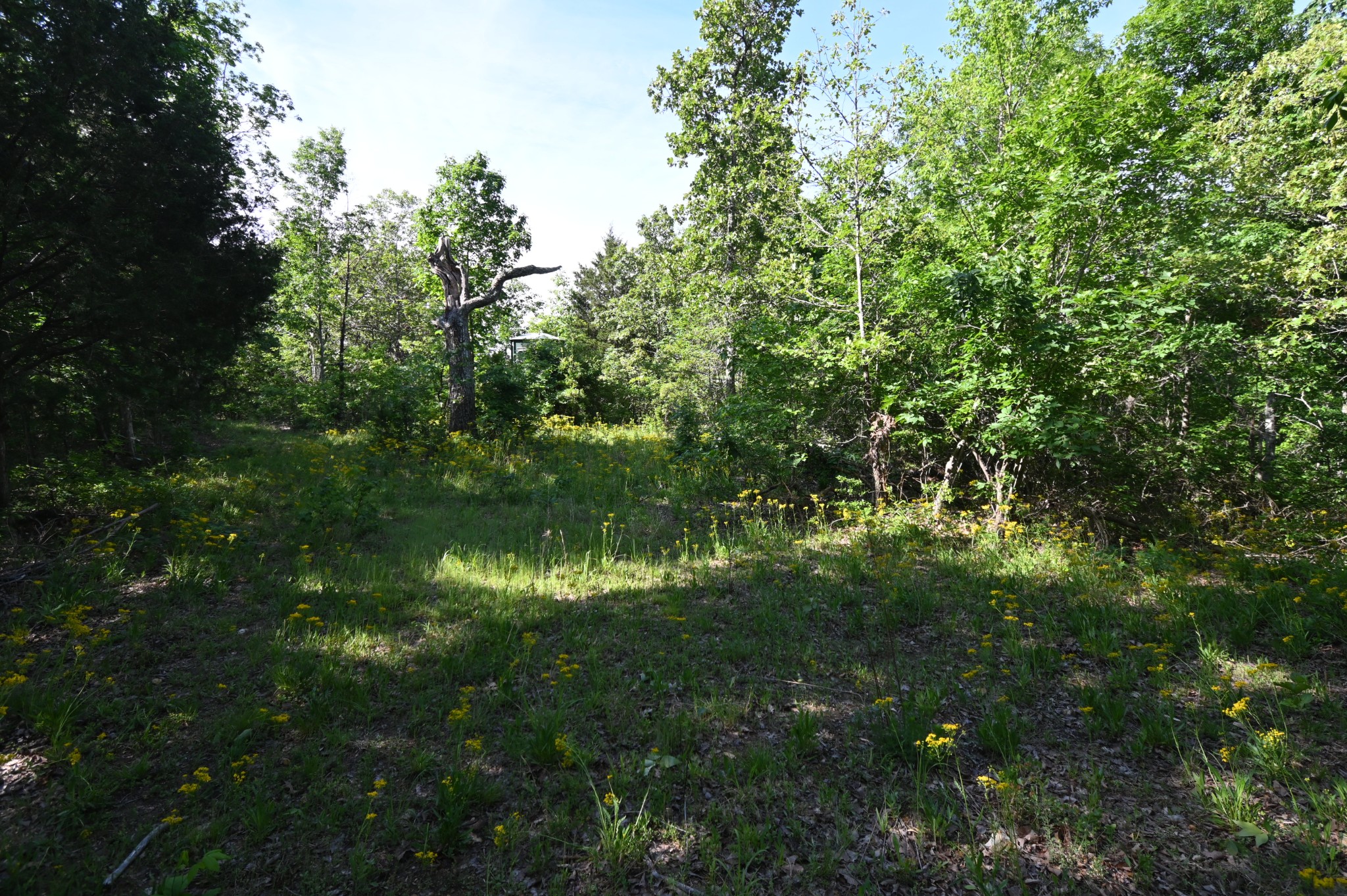 0 Lower Crooked Creek Road Lobelville, TN 37097 - Photo 21 of 25 a view of a lush green space