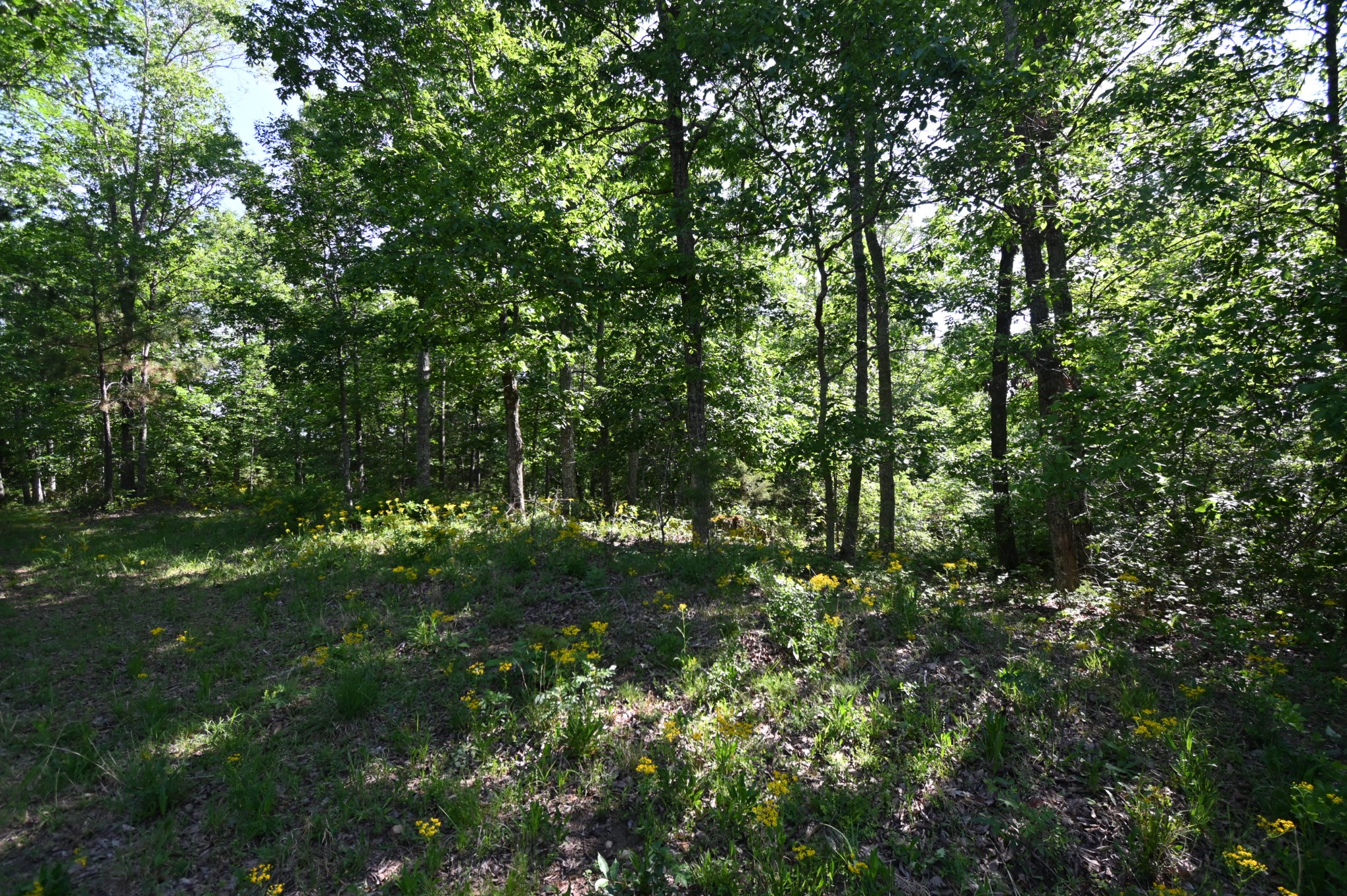 0 Lower Crooked Creek Road Lobelville, TN 37097 - Photo 22 of 25 a view of a lush green forest