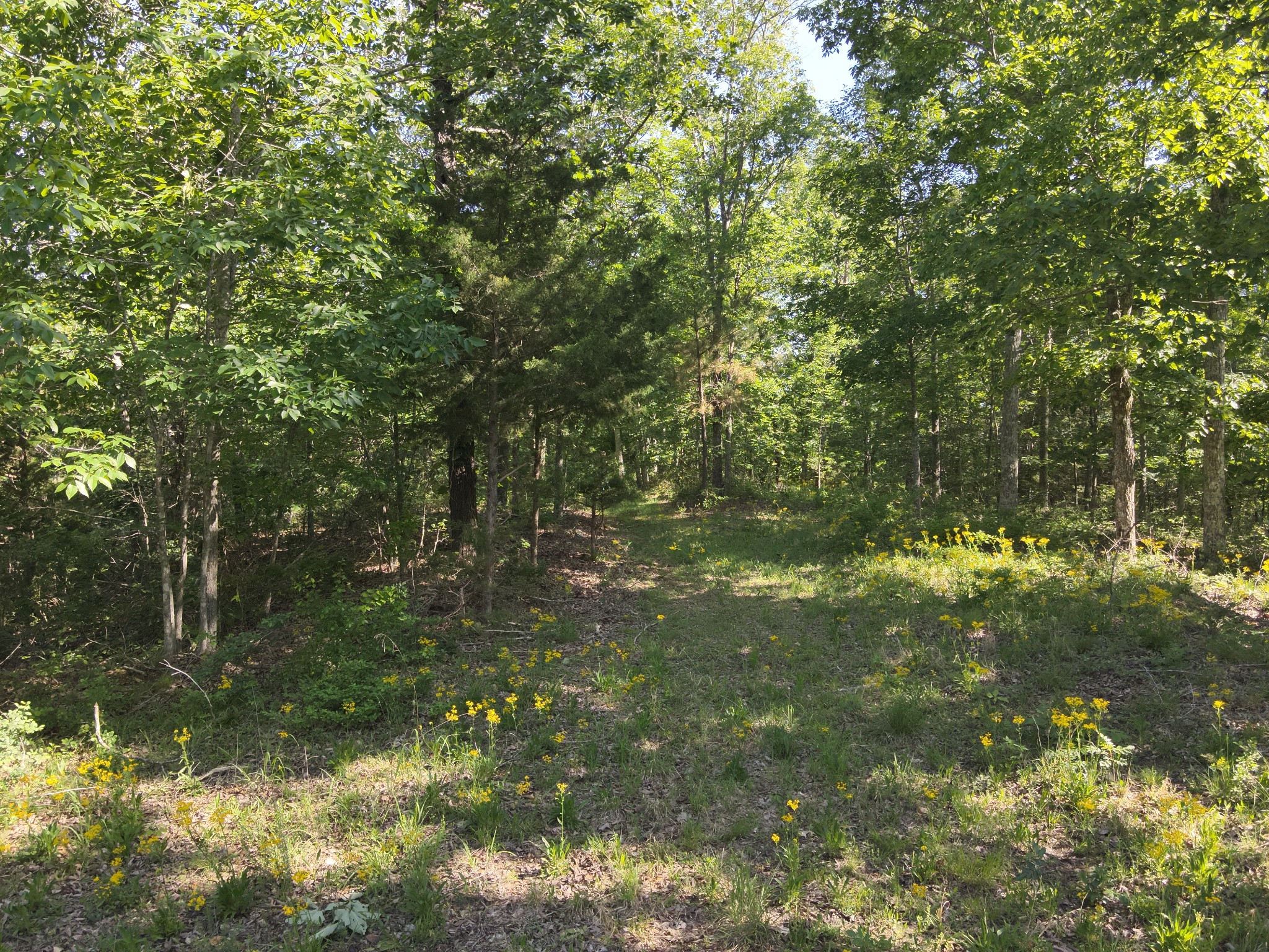 0 Lower Crooked Creek Road Lobelville, TN 37097 - Photo 24 of 25 a view of forest