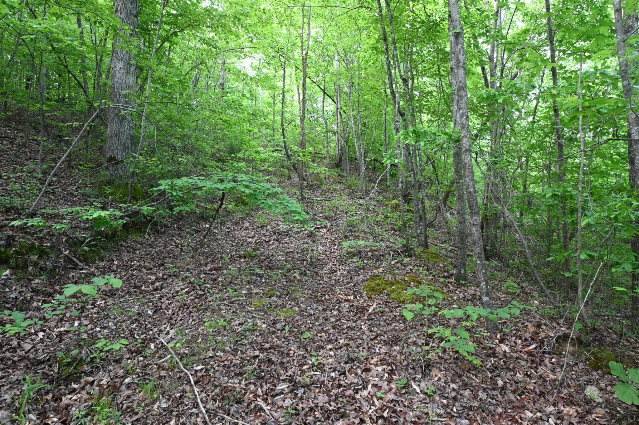 0 Lower Crooked Creek Road Lobelville, TN 37097 - Photo 4 of 25 a view of a lush green forest