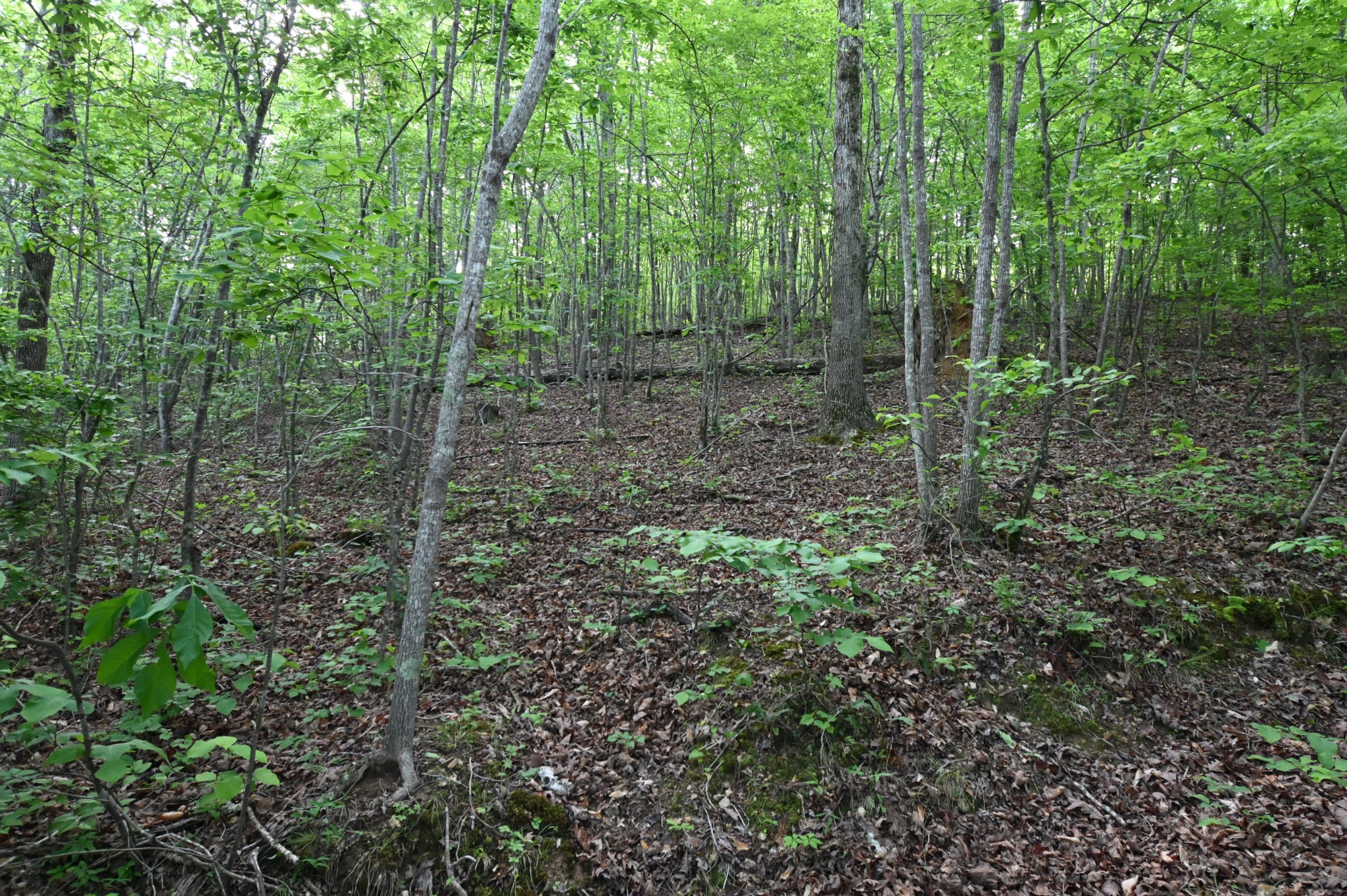 0 Lower Crooked Creek Road Lobelville, TN 37097 - Photo 8 of 25 a view of a forest