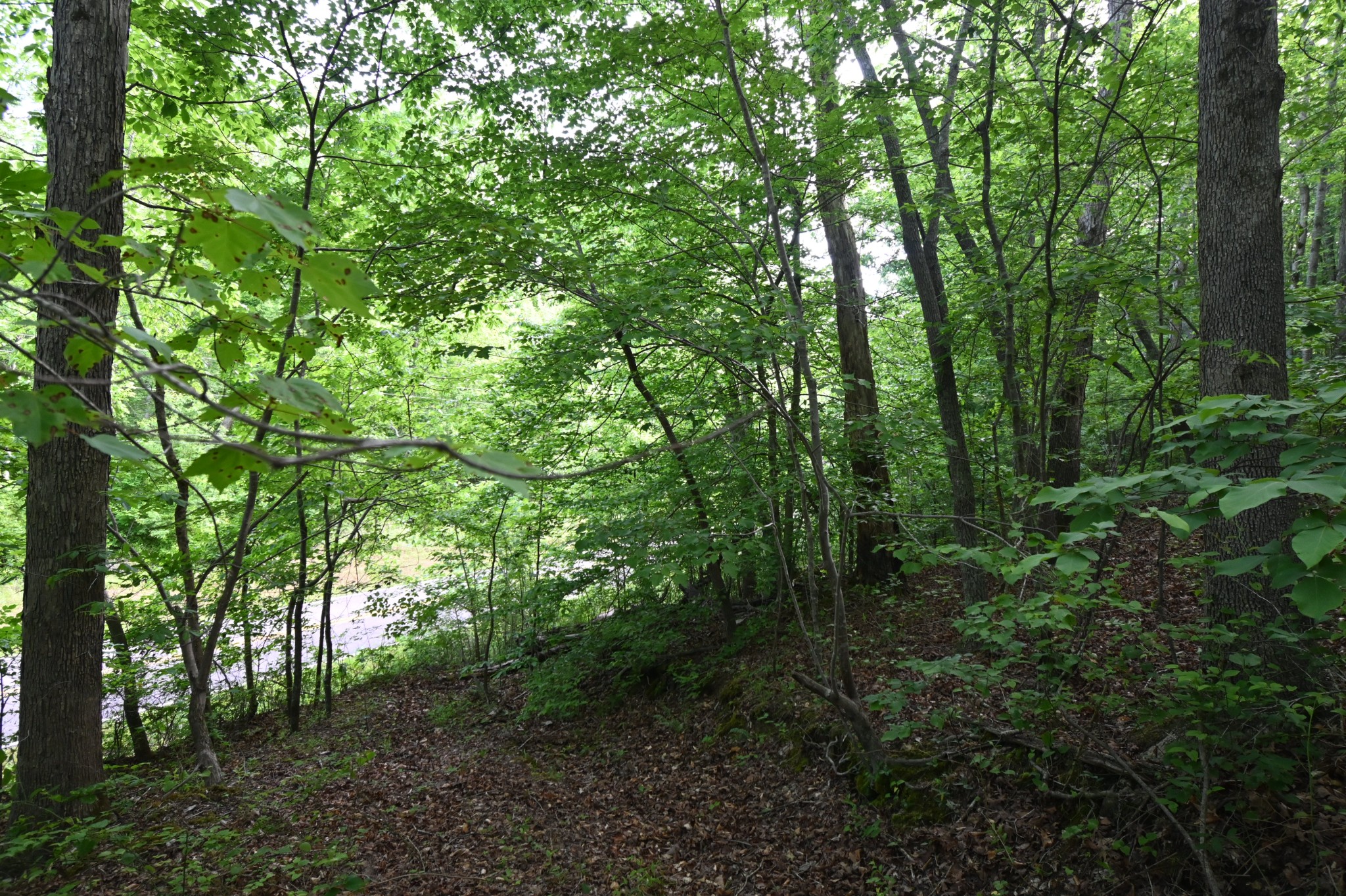 0 Lower Crooked Creek Road Lobelville, TN 37097 - Photo 9 of 25 a view of a lush green forest