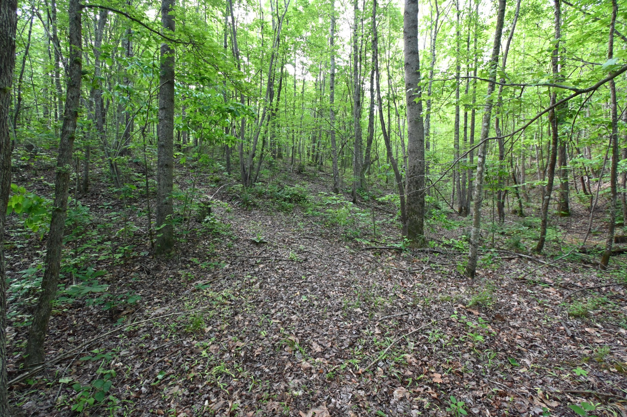 0 Lower Crooked Creek Road Lobelville, TN 37097 - Photo 10 of 25 a view of a forest that has large trees