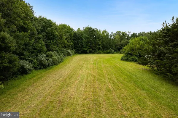 a view of a yard with a large trees